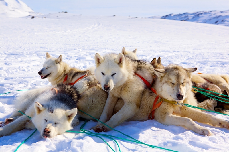 Sunwind_OL_Lillehammer_Nagano_hundeslede.jpg