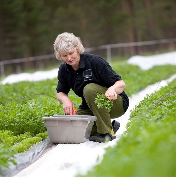 urnorskbonden-fjellurt-gunhild-crop.jpeg